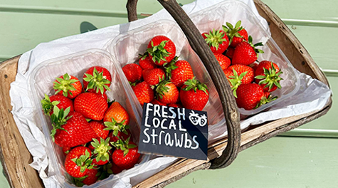 Fresh Strawberries at Ted's Farm