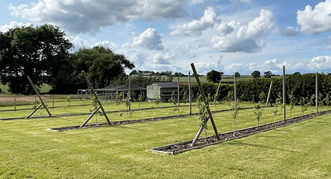 The Orchard at Ted's Farm in Sheriffhales, Shropshire